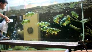 Cichla Feeding Vid 6 [upl. by Znieh370]