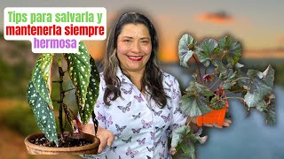 ¿Hojas secas en tu begonia cómo revivirla y hacerla florecer de nuevo [upl. by Woothen]