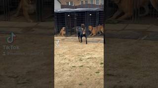 Male Rottweiler visits Massive Mastiffs  Boerboels and Presa Canario’s [upl. by Sairu]