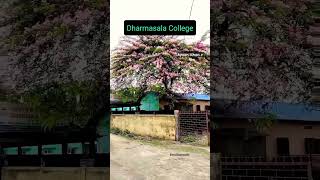 dharmasala collage [upl. by Ennirok]