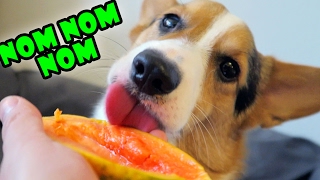 CORGI TRYING FRUIT FOR 2nd Time is Very SATISFYING  Life After College Ep 531 [upl. by Other]