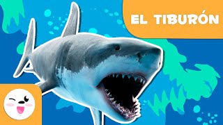 El tiburón 🦈 Animales para niños 🌊 Episodio 8 [upl. by Herodias600]