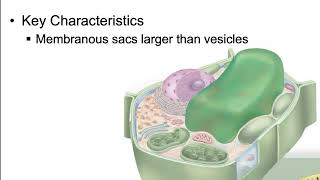 46 Microbodies and Vacuoles [upl. by Korella]