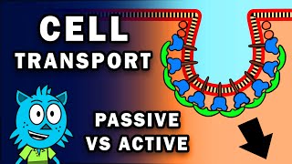 Transport Across Cell Membranes [upl. by Highams]