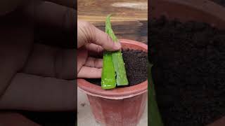 Pothos propagate in Aloe Vera by leaf cutting shorts shortsvideo [upl. by Ecirahc539]