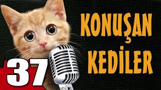 Konuşan Kediler 37  En Komik Kedi Videoları [upl. by Paulie175]