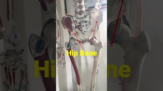 Lower Limb Bones anatomy medical shorts viral [upl. by Mame462]