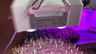 Profi LED GROW LIGHT TEST🌱 Erde amp Pflanzenlampen für die Anzucht 2022🌱🌶 Flowa One von Flowa Powa [upl. by Secundas]