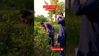 Roselle plants Bs Researchvideoviral foryou gardenning horticulturenurserytv fypシ゚viral [upl. by Atwekk]