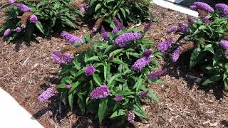 PUGSTER® Amethyst Buddleia  wwwgardencrossingscom [upl. by Renae]