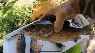 CHUMMING FOR SNAPPER IN SEBASTIAN INLET [upl. by Antonietta]