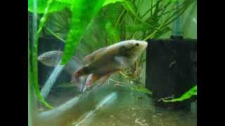 Macropodus Concolor breeding preparationsBlack Paradise fish [upl. by Burrton858]