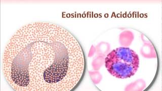 Neutrofilos Eosinofilos y Basofilos [upl. by Winonah]