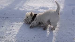 West Highland White Terrier Westie Bobby Funny Dog [upl. by Hnao300]