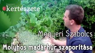 Molyhos madárhúr szaporítása  Cerastium tomentosum  Megyeri Kertészet [upl. by Enatan]