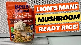 How to Grow Lions Mane Mushroom Using Ready Rice [upl. by Pompei]