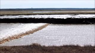 The Tidal Bore in Moncton  Riverview [upl. by Anileh653]