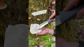 Harvesting Wild Reishi Mushroom with Foraged [upl. by Dilahk98]