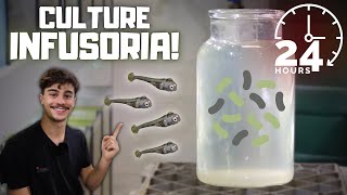 How to Culture Infusoria Easiest and Fastest Methods [upl. by Jule890]