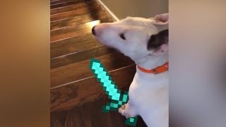 dog jumping down stairs minecraft [upl. by Aniela681]