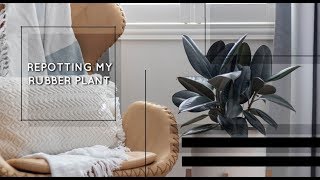 Repotting my Rubber Plant [upl. by Valer]