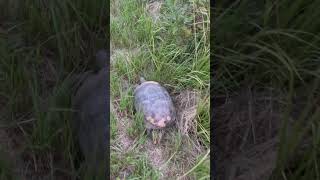 This gopher tortoise was running so fast shortvideos viralvideo wildlife [upl. by Burman88]