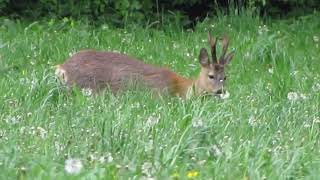 Ree – Capreolus capreolus  Annelies van Klinken [upl. by Aristotle]