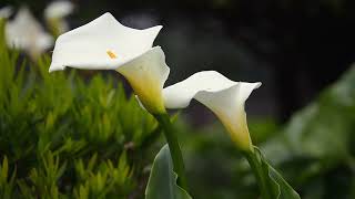 Elegantie in Wit Zantedeschia Aethiopica Witte Aronskelk in Volle Glorie 🌼  vdveldecom [upl. by Ahsinaw152]