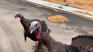 Dinosaurlike Juvenile Tom Turkeys running towards your car eneanzo [upl. by Brigit]