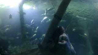 Aquarium 1hr 1080p Relax Music Full HD  Oberhausen Sealife  Germany [upl. by Navonod154]