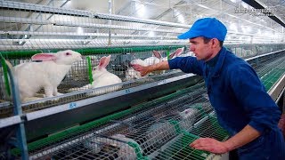 Intelligent Technology for Rabbit Farm Amazing Technology for Agriculture Modern Farm for Rabbits [upl. by Yntruoc101]