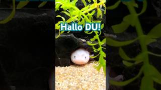 Axolotl sagt Hallo axolotls aquarium animals tiere [upl. by Ralyks347]