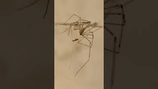 Daddy Long Legs also known as Cellar Spider spiderverse macrophotography [upl. by Hardman368]