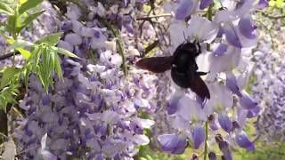 Große Holzbiene Xylocopa und Hummel am Blauregen [upl. by Voletta]