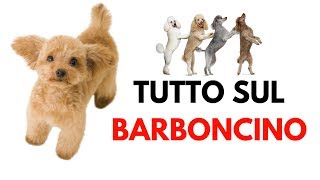 Barboncino carattere abitudini e perché sceglierlo [upl. by Thanos]