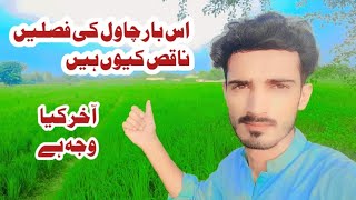 is bar chawal ki faslein naqis kiyu hain 🤔 😐  vlog [upl. by Uchish]