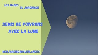 Comment semer les poivrons avec la lune  Monjardindansleslandes [upl. by Suchta]