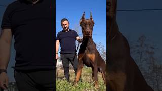 Did you know this about the Doberman Pinscher Dog 😱 💥 shorts [upl. by Lipinski]