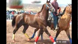 CABALLOS DEL PANTANAL GRUPO LABERINTO [upl. by Dlorej346]