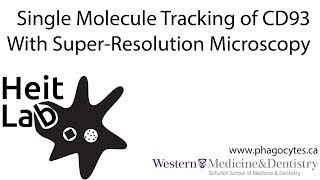 Single Particle Tracking of CD93 on Human Monocytes [upl. by Erdnoed]