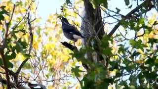 Pied Currawong calling [upl. by Fasa]