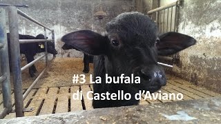 3 La bufala di Castello dAviano [upl. by Brenton]