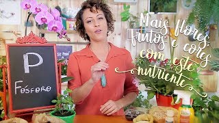 Fósforo faz sua planta ter mais flores frutos e cores [upl. by Richelle]