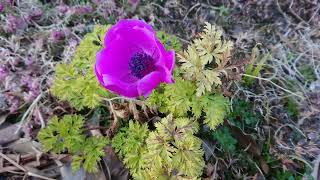 Poppy Anemone [upl. by Ecinnej460]