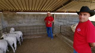 Corderas en desarrollo en Rancho Los Karichis parte 2 [upl. by Anitsyrc146]