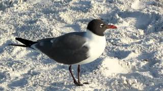 Laughing Gull [upl. by Arquit]