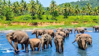 Incredible Experience At Pinnawala Elephant Orphanage Sri Lanka🐘🇱🇰 [upl. by Philip]