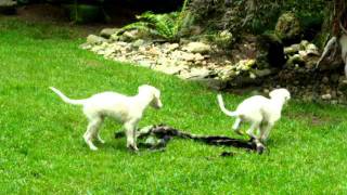 Borzoi Puppies Playing [upl. by Arundell]