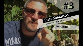 Encephalartos Arenarius and Horridus [upl. by Vitale281]