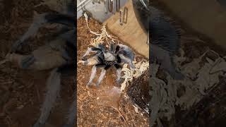 Aphonopelma sp diamondback amp Sericopelma sp santa catalina [upl. by Atin505]